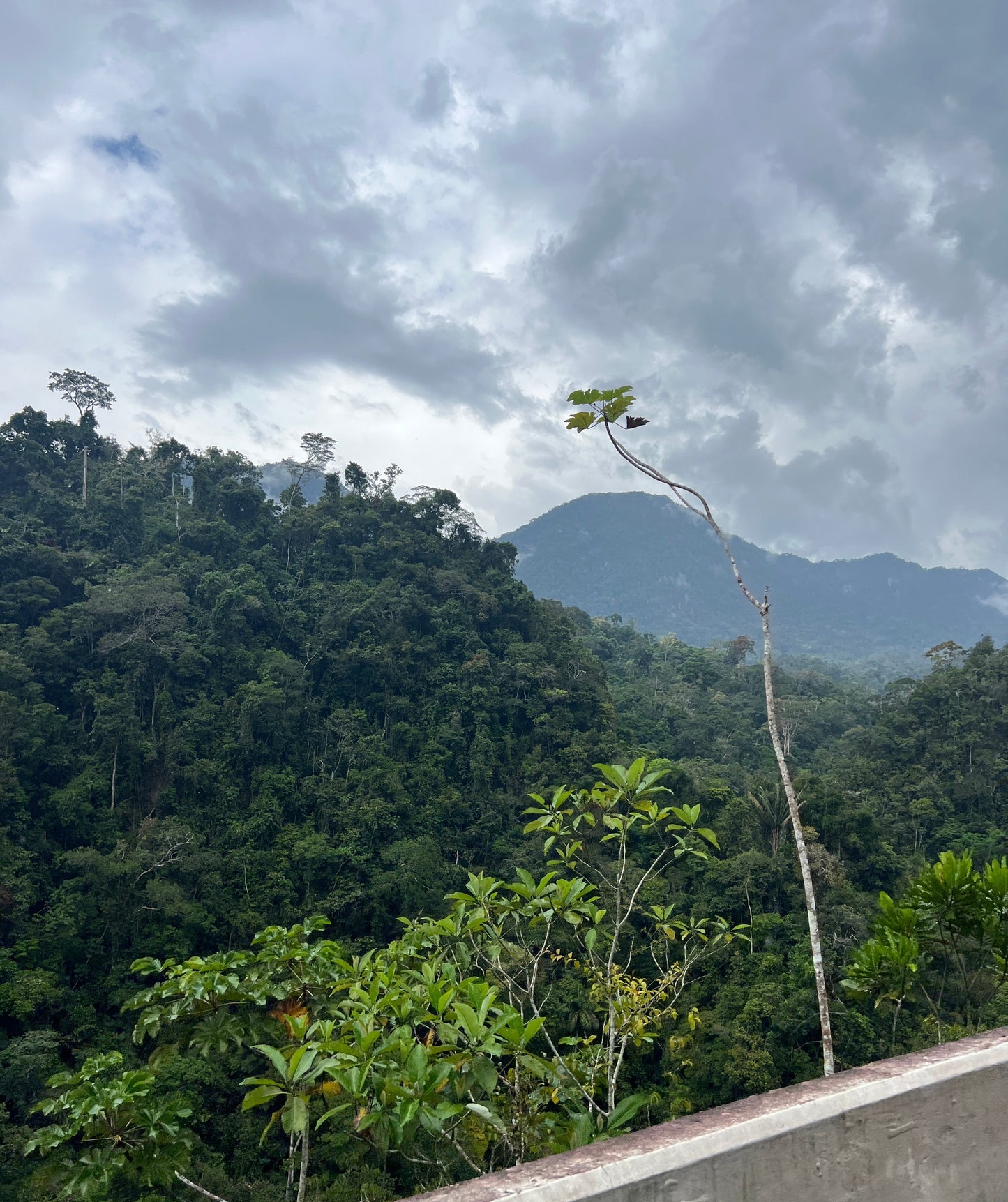 Agua Natural de Coco 🌴🥥